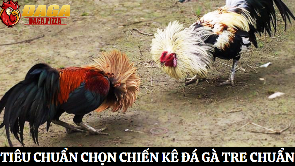 Tiêu chuẩn chọn giống đá gà tre chuẩn chiến kê đỉnh cao 1 Tìm hiểu giống gà tre tham gia thi đấu chi tiết